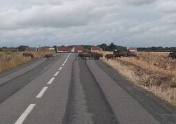 Bonningues-lès-Calais : attention aux sangliers sur les routes !