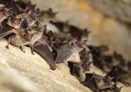 Cette semaine dans la région : partez à la découverte des chauves-souris !