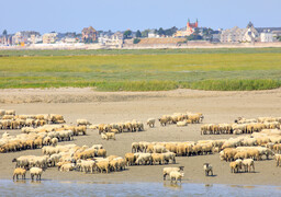 Avec plus de 2 millions de nuitées, la Baie de Somme a rencontré un franc succès cet été !