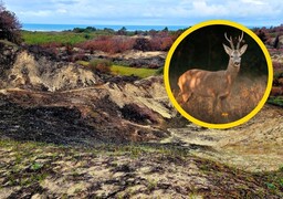 Que sont devenus les animaux du Mont Saint-Frieux après l’incendie ?