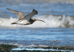 Baie de Somme : le Festival de l'Oiseau et de la Nature revient du 8 au 11 octobre 2026 !