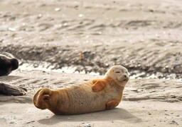 Baie de Somme : Picardie Nature souhaite une cohabitation entre les phoques et les touristes
