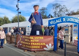 La Fête de la Chicorée fait battre le coeur de la région d'Audruicq.