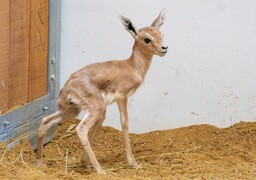 Quatre petites gazelles dorcas, une grande première au zoo d’Amiens et en France  !