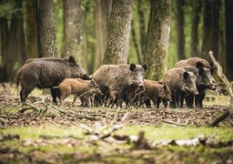 Somme : la pénurie de glands met les chasseurs et les sangliers en difficulté 