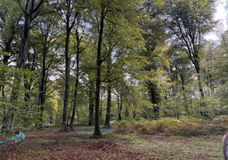 À Crécy-en-Ponthieu, l’Office National des Forêts récolte des faines !