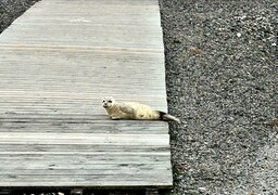 Un jeune phoque retrouvé sur le chemin de planches à Cayeux-sur-Mer