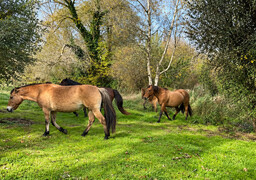 Saint-Quentin-en-Tourmont : une dizaine de chevaux du Parc du Marquenterre s'invitent dans un jardin pour un festin inattendu !