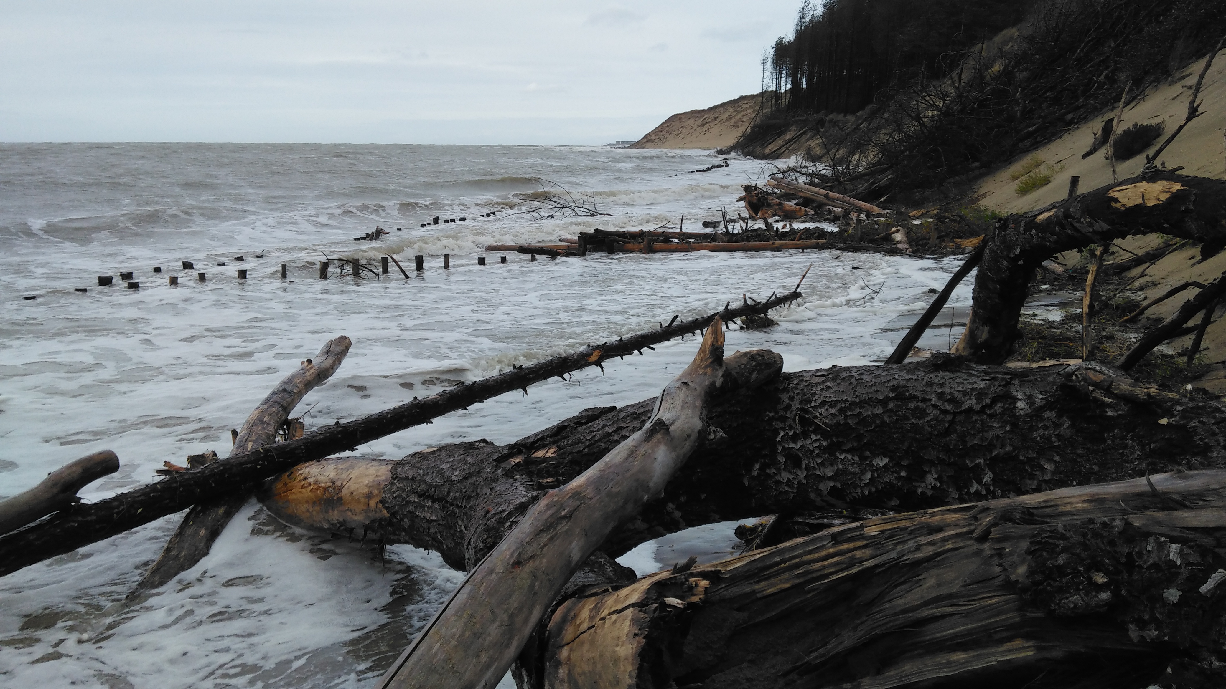 Grandes marées: la baie d'authie résiste pour le moment aux assauts de la mer grâce aux filets "coco" 