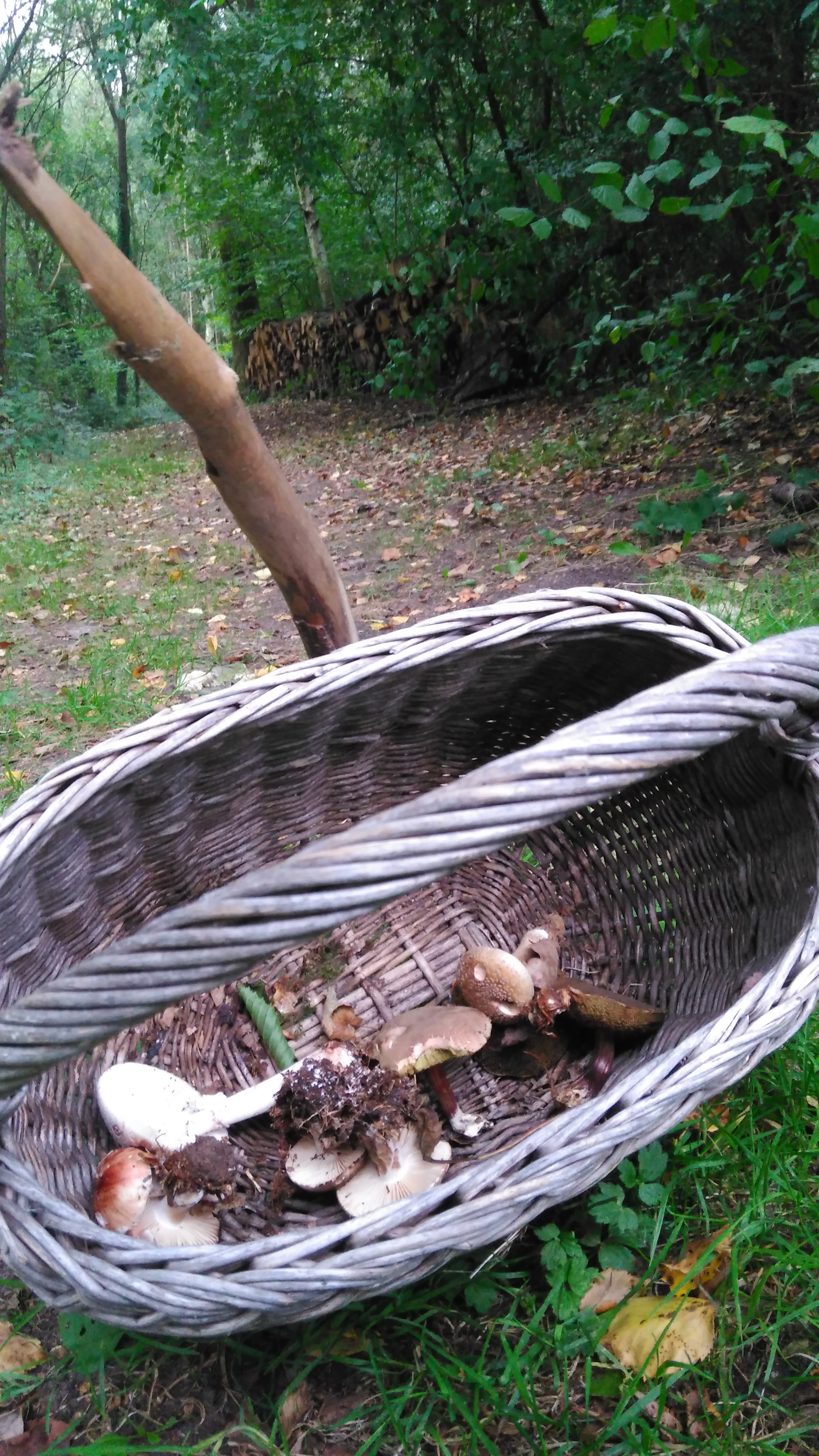 L'automne, période propice pour la cueillette des champignons! 