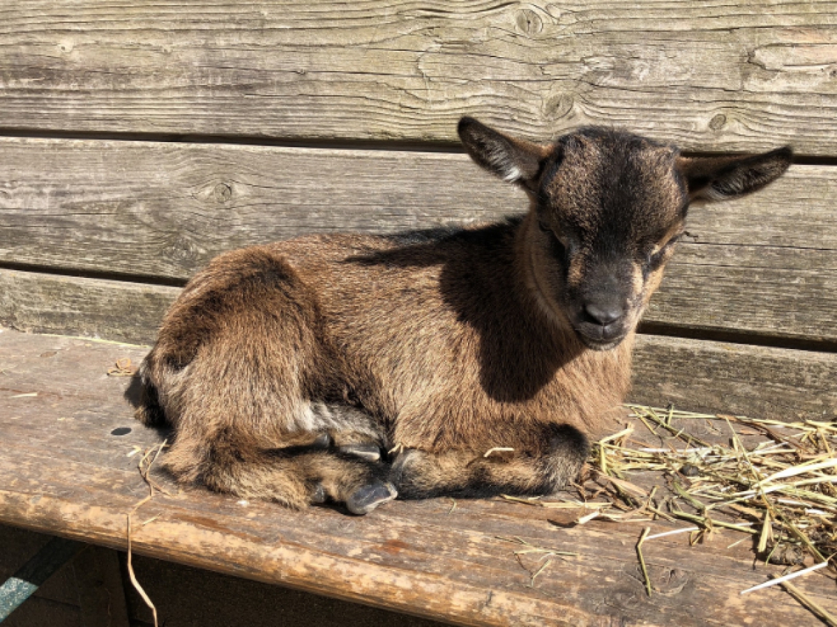 Au zoo de Fort-Mardyck, de nouveaux petits animaux sont arrivés