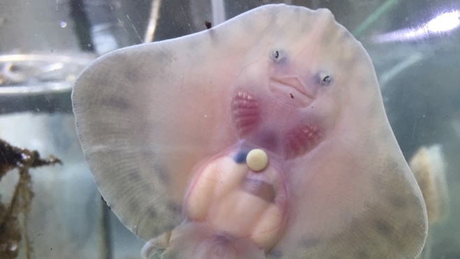 Des bébés raies sont nés à Maréis à Etaples