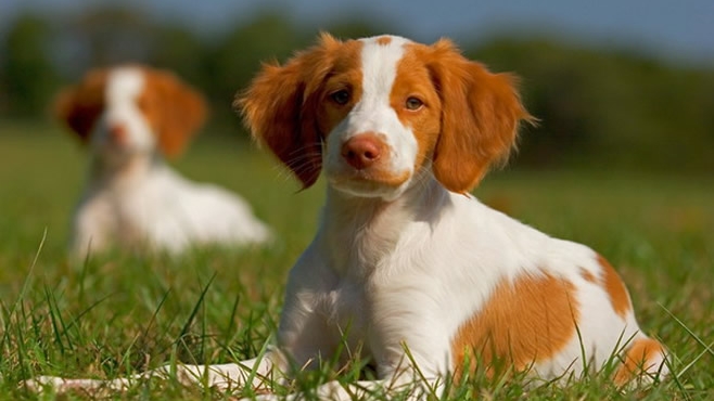 Pour avoir voulu éviter un chien un accident fait 5 blessés.