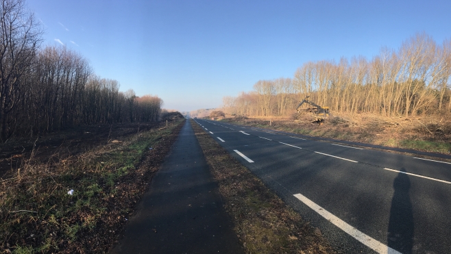 Camiers: pourquoi cette vaste opération d'abattage dans la réserve naturelle?