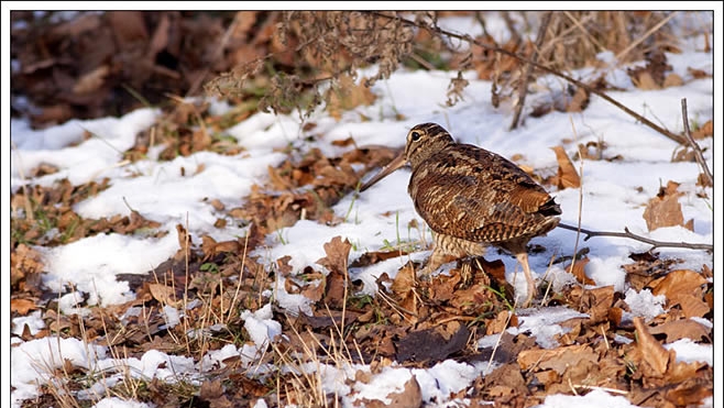 Froid: la chasse à la bécasse des bois suspendue.