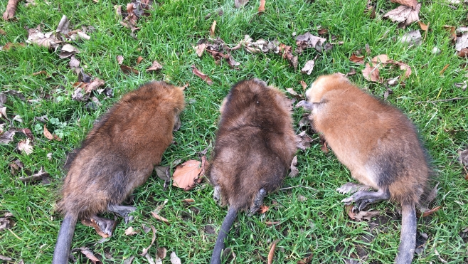 20 000 rats musqués capturés en 2016 dans l'audruicquois.