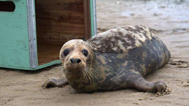 A Calais, un veau marin et deux phoques gris ont été relâchés sur la plage !