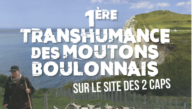 Une transhumance de 500 moutons boulonnais au cap Blanc-Nez !