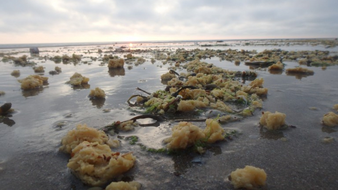 Echouage massif de galettes jaunes de Boulogne jusqu'au Touquet