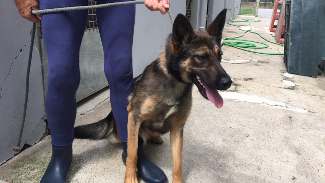 Un chien jeté par dessus la clôture de la SPA, attaque 3 poules