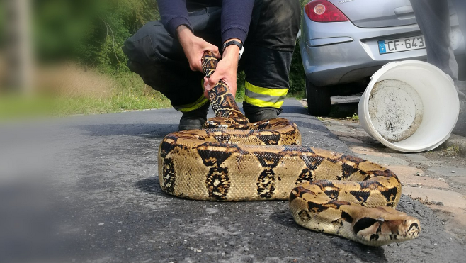 Un BOA retrouvé sur la route près de Douai