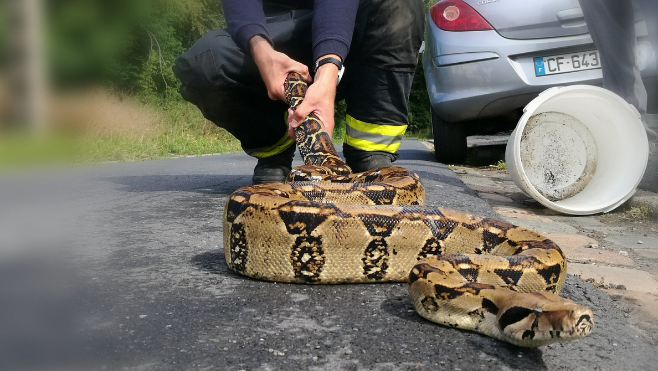 Un BOA retrouvé sur la route près de Douai  