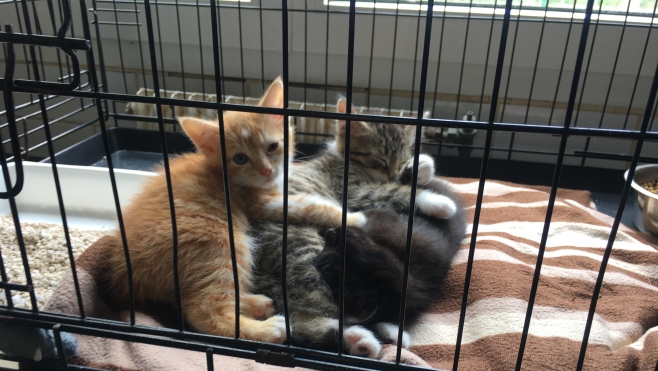 La SPA Canche Authie recherche des familles pour recueillir des chatons