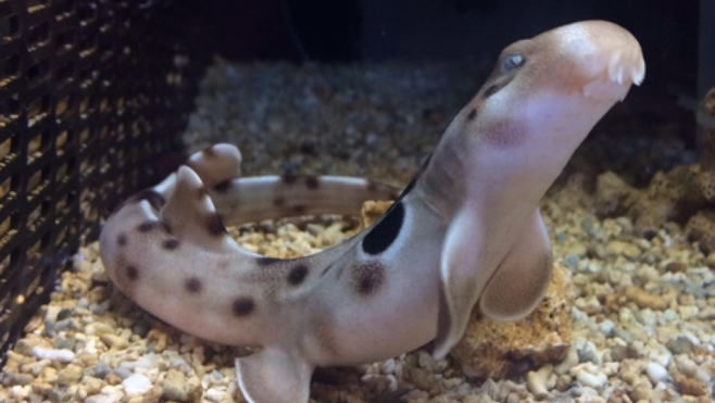 A Nausicaà, des requins-marcheurs sont nés !