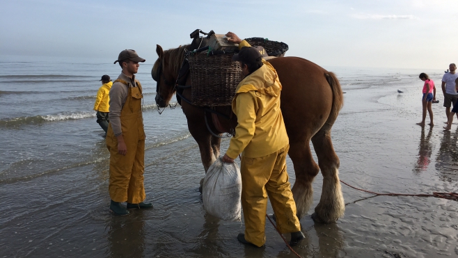 Zoom sur une tradition ancestrale unique au monde : la pêche à la crevette à cheval