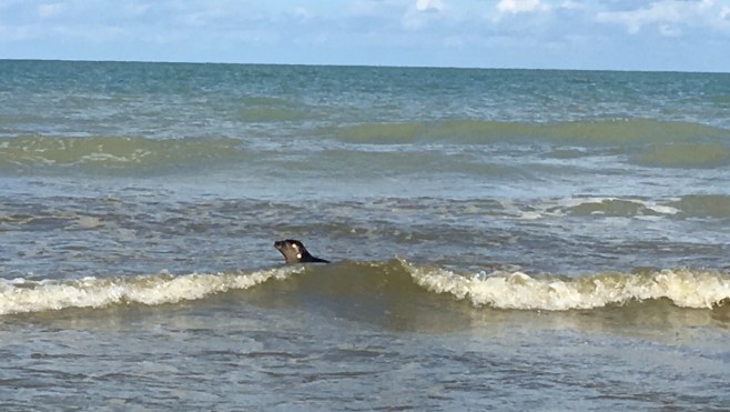 Calais : 5 phoques remis à la mer