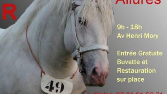A Samer : un concours national des étalons boulonnais pour sauver la race !