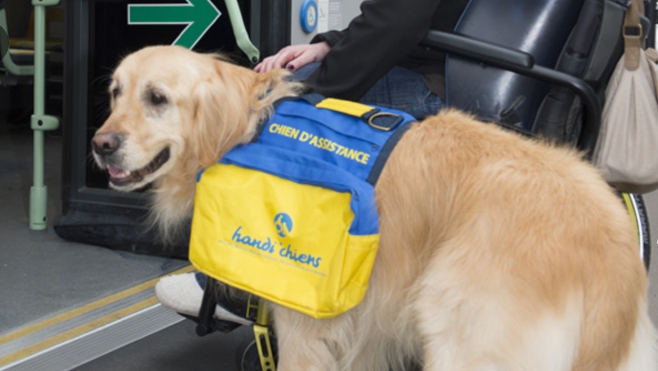 L’association Handi'chien recherche des familles d’accueil pour éduquer des chiots !