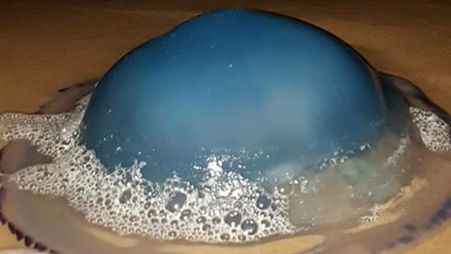 VIDEO Des méduses bleues s'échouent en masse sur nos plages