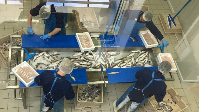 Devenez fileteur de poisson, une filière toujours bien vivante à Boulogne.