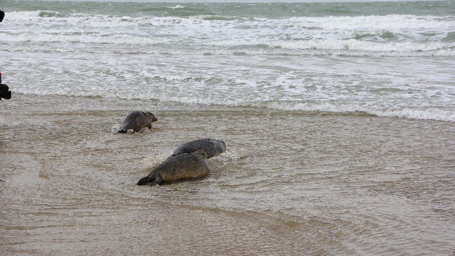 Un phoque abattu au fusil de chasse sur la plage