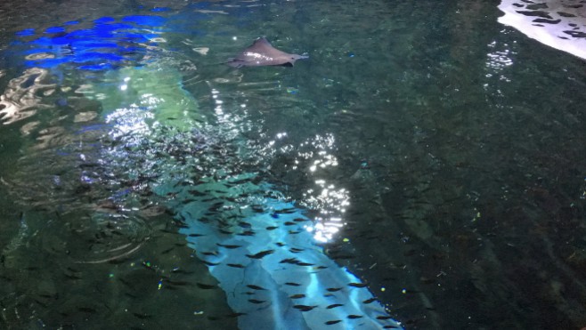 Des sardines, des sélènes et deux poissons nettoyeurs dans le Grand Bassin de Nausicaà !