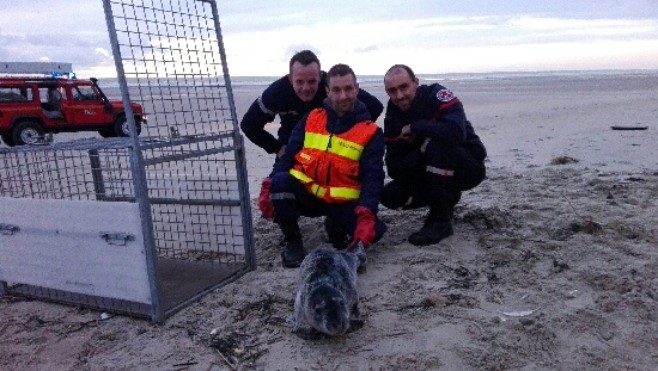 Un bébé phoque secouru à Saint-Etienne-au-Mont