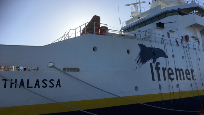 Pêche : les scientifiques enregistrent une forte évolution du Sprat en Mer du Nord !