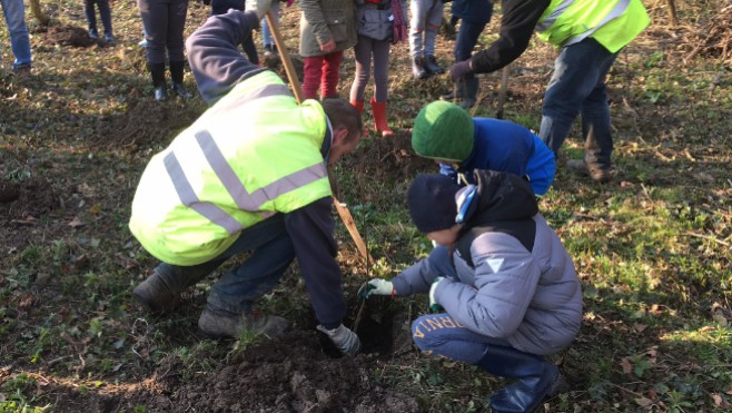 1500 arbres replantés au bois d’Haringzelle après la maladie du frêne !