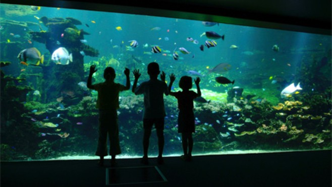 Nausicaà N°1 du classement « des plus beaux aquariums de France »