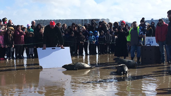Beaucoup de monde au relâché de phoques sur la plage de Calais