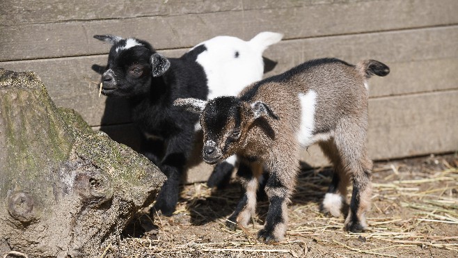 Naissance de trois chevreaux au zoo de Fort Mardyck