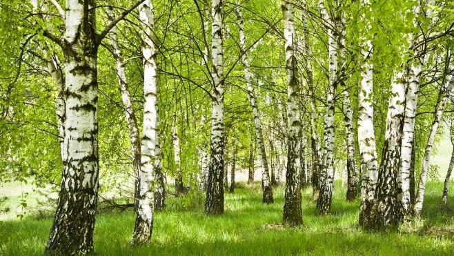 Arrivée massive des pollens de bouleau dans les Hauts-de-France