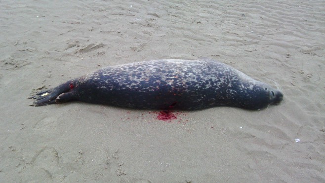Un phoque abattu au fusil de chasse sur la plage du Touquet