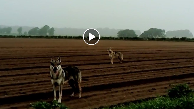 Des chiens-loups tchécoslovaques sur la Côte d'Opale