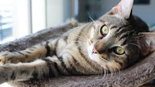 Un chaton de 2 mois retrouvé coupé en trois à Ambleteuse