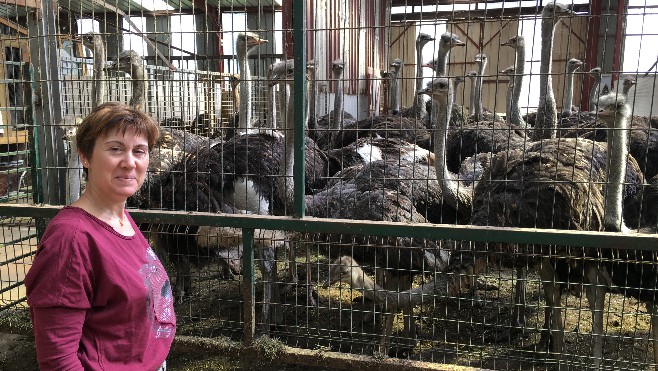 La Ferme de l'Autruche à Zutkerque