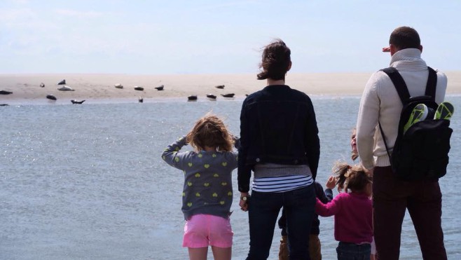 Découvrez les phoques de la Baie d'Authie