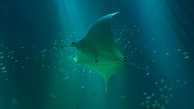 Une raie manta à Nausicaá