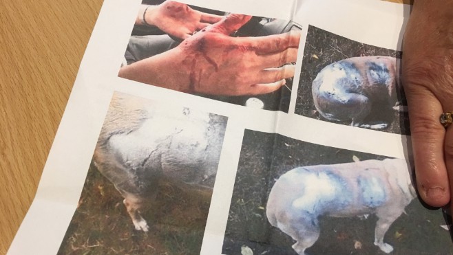 Calais : un chien et son maitre attaqués par deux autres chiens !